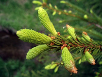 Двое мужчин украли 58 пихт и планировали продавать их в палатке с овощами 