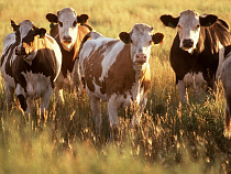 В Калининградской области - дефицит скота