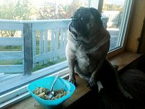 Калининградских собак и кошек оставили без кормов из Чехии