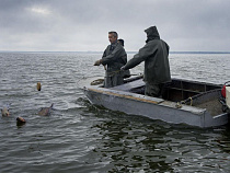 Агентство по рыболовству присоединили к минсельхозу Калининградской области