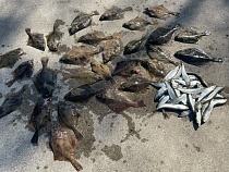 Салака отказалась уходить из рыбного места в Калининградской области