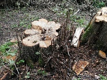 Под Неманом рубят дубы 