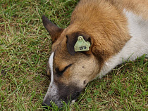 В 2017 году на отлов безнадзорных животных в регионе выделят 18 млн рублей