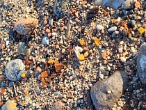 Названо место бесплатного выброса янтаря под Калининградом