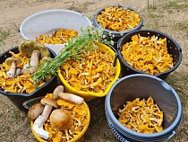 В Калининградской области обнаружили лесную баню с грибами