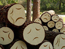 Одно срубленное дерево экологи Калининградской области оценили в 15 тыс. рублей