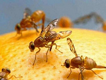 В Калининградскую область из-за рубежа поставили вместе с продукцией вредителей и сорняки