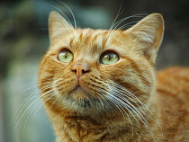 В Зеленоградске установят вендинговые аппараты с едой для бездомных животных