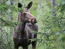 Из Балтрайона на глазах у водителя выбежал безрогий лось