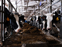 Ведущие российские банки требуют взыскать с алтайских предприятий долг на сумму почти 1,5 миллиарда рублей