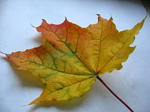 Калининградцу, самовольно спилившему клён, грозит до двух лет тюрьмы