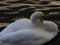Под Калининградом мужчина на водном скутере насмерть задавил лебедя