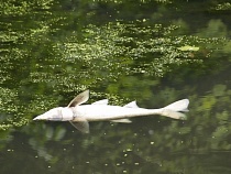В Калининграде нашли причину массовой гибели рыбы в Литовском ручье 