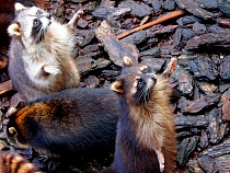 Назван способ бесплатного прохода в Калининградский зоопарк